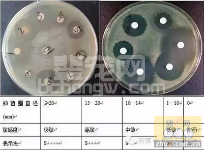 临床快速药敏实验在疫病防控中应用