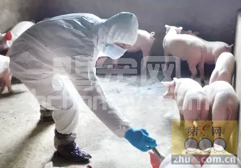 九大细节让疫苗免疫效果显著提升!!!