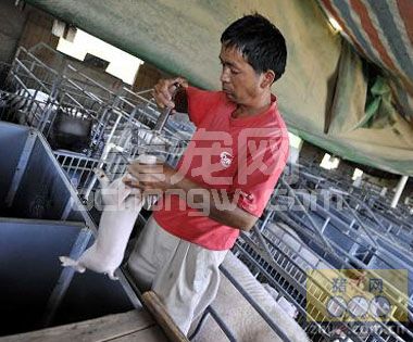 猪用疫苗种类——灭活疫苗