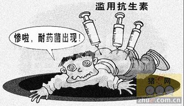 限用抗生素，咋养猪？