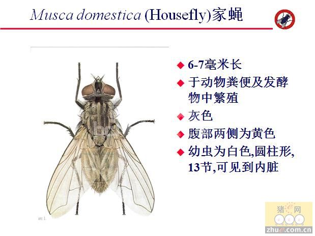 蝇洁净对苍蝇的控制