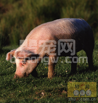 怎样使猪不啃泥