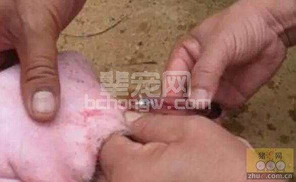影响生猪免疫效果的因素与应对措施