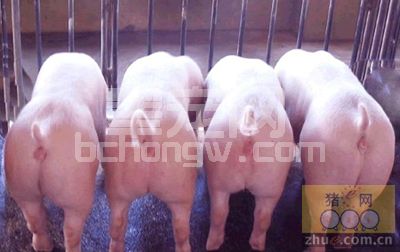 养猪生产六种常用药　你喂错了没？