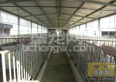 影响养猪效益的最大因素不是饲料，而是水！