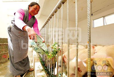 你为什么没把猪养好？养猪人15个“坏”习惯！