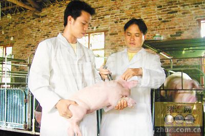 如何处理猪对疫苗过敏现象