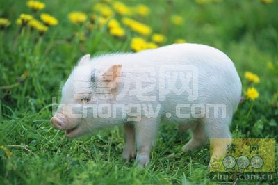 外来猪品种的“营养免疫”