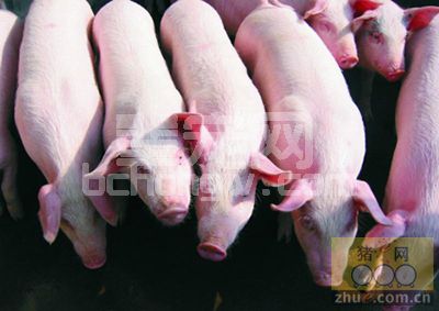 国外养猪增重的技巧