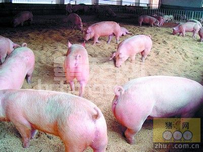 猪病保健、免疫、防疫、治疗方法推荐