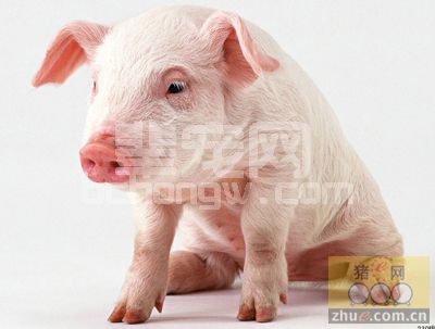秋季养猪谨防5种常见猪病