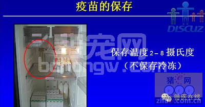养猪人，你必须得知道猪疫苗免疫会失败的内幕！