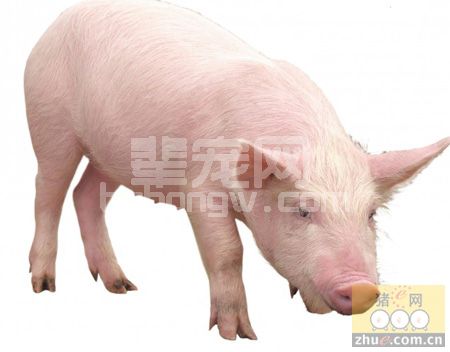 猪场应该重新认识肠道营养对母猪的价值