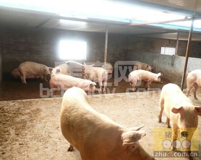 倒春寒猪场采暖安全及注意事项