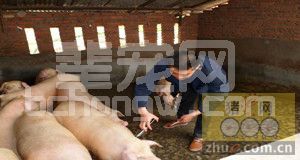 生猪免疫注射的禁忌