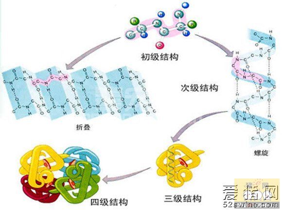 蛋白质在猪体中的作用及添加量