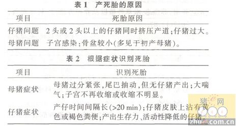 母猪产仔技术要点
