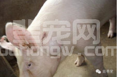 为什么有时给猪疫苗打了会起包？