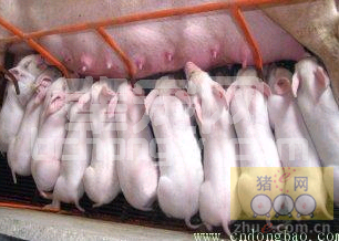 生猪养殖过程注射口蹄疫疫苗的症状及措施