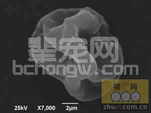免疫增强剂酵母多糖知识问答