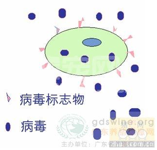 樊福好：正确的猪瘟疫苗接种策略