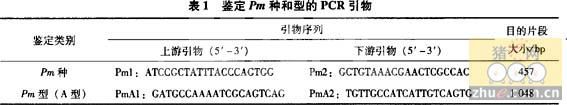 PRRSV感染猪体内多杀性巴氏杆菌的分离与血清型鉴定
