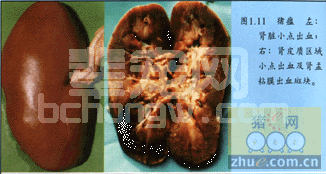 当前我国猪瘟免疫失败的原因及对策