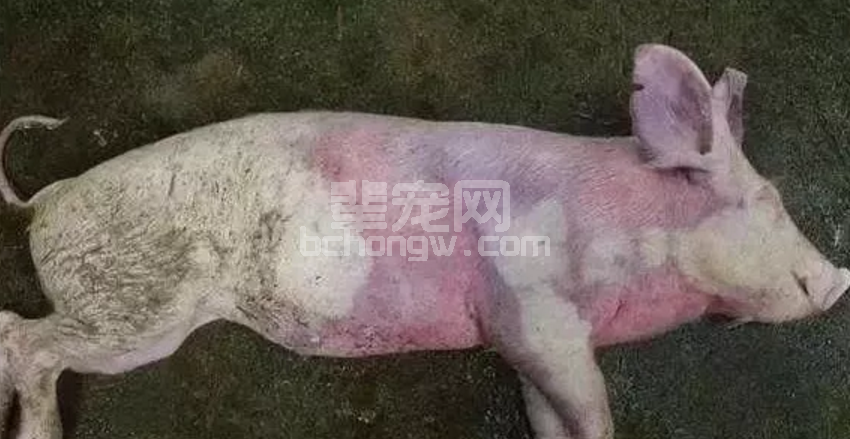 近期小心这些病！猪肺疫、猪丹毒、猪瘟的区别你都知道吗？