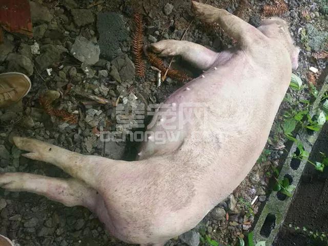 发病半个小时猪就死了！要命的魏氏梭菌，你别不当回事！
