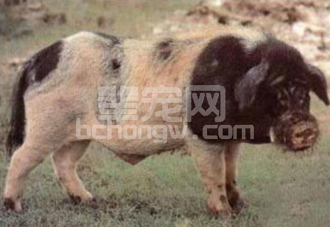 非常关键，养猪人又省一笔疫苗钱！终于可以早点实现不打猪瘟疫苗了！
