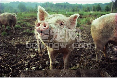 养猪人知道母猪“屁股不能圆，肋骨不能露”是什么意思吗？