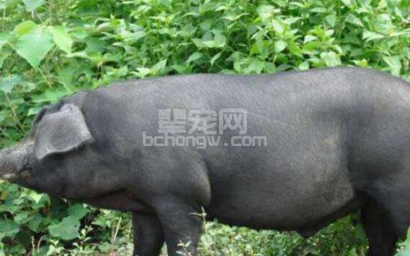 养殖户注意了! 养猪中三个常识也许会骗了你！