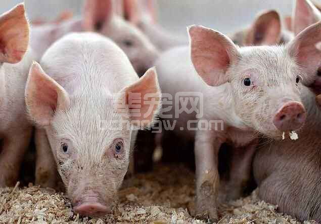 补铁4大误区，30%的养猪人都犯了这些错误
