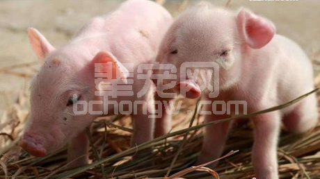 仔猪阉割时一定要注意5点，后悔没有早看这文章！