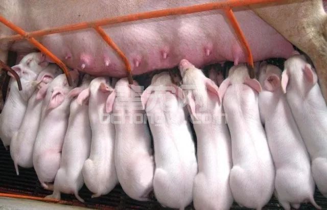 什么是制约您养殖母猪PSY的直接因素？