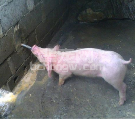饮水力=采食力=生长力？带您领略猪猪饮水新高度!