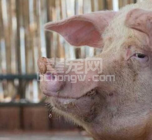 想要提高繁育效率，你得额外给母猪一些福利！