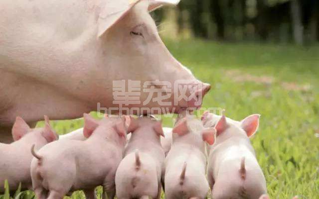 养猪户这样给猪断奶，即使不加药，小猪也不会腹泻！