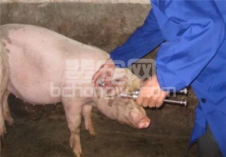 4种给猪打针途径，哪种方式更好？