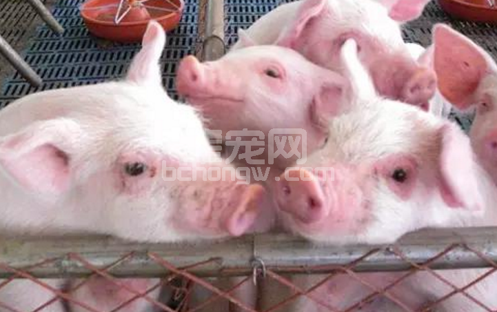 养猪秘诀：早预防，早发现，早确诊，早隔离，早治疗，如何做？