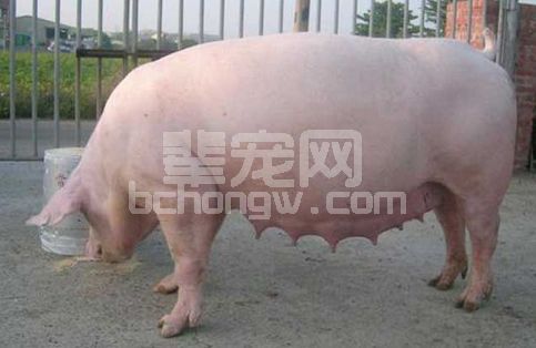妊娠母猪如何保胎？这三点尤其注意！