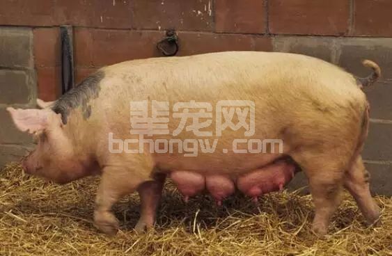 母猪在夏季配种产仔少，5个方法助养猪人提高猪场效益！