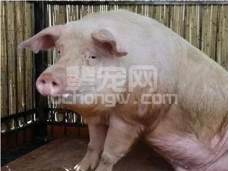 哺乳母猪掉膘严重，养猪人该如何采取措施？