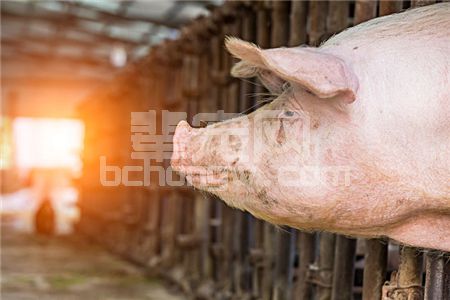 要猪长得快又好养活？猪舍光源与光色的选择很重要！