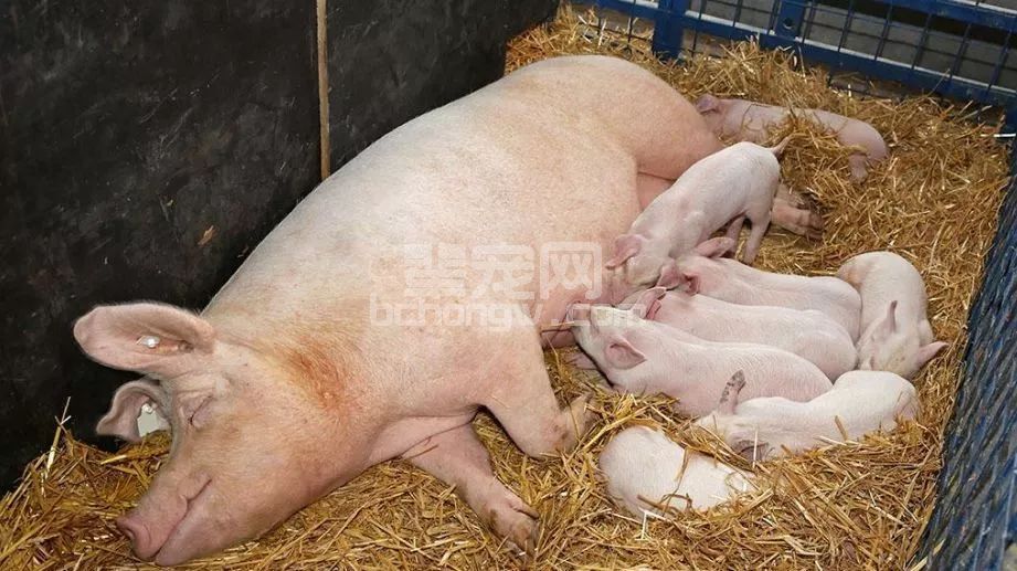 养母猪为什么配白酒？给母猪喂白酒有什么好处？