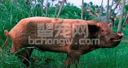 公猪的饲喂，每天喂多少最科学你知道吗？看看美国人是怎么喂的！