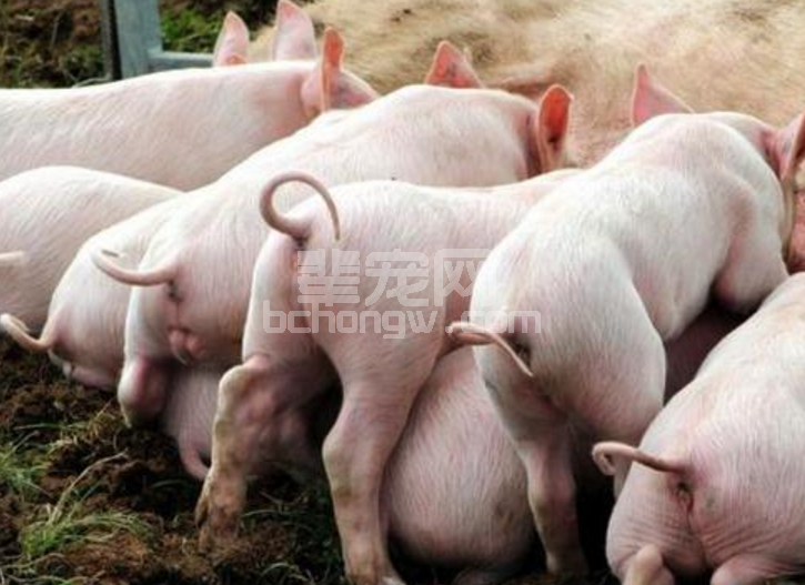 怎样快速给猪催肥，这三点诚恳的建议值得一看