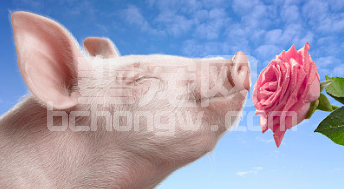 断奶后母猪同栏打架会不会有影响？