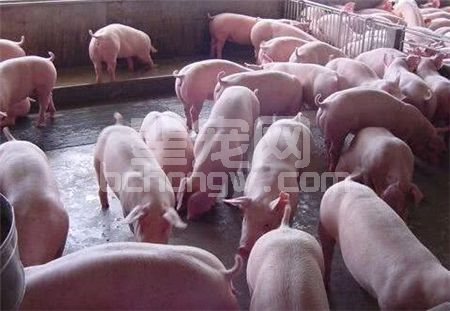 为何别人家的仔猪十活九很简单，而你十活五都很难？