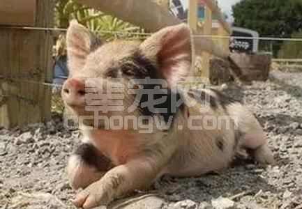 养猪小窍门，这样养猪最省料！